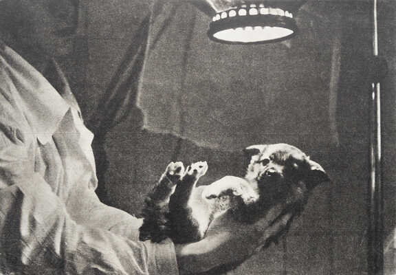 Рассказ одного Айболита. [Фотокнига] / Фот. И.И. Гневашева, текст Г.М. Цыферова. М.: Малыш, 1968.